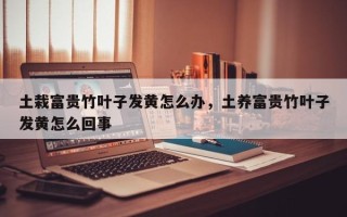 土栽富贵竹叶子发黄怎么办，土养富贵竹叶子发黄怎么回事