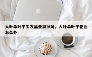 大叶伞叶子尖发黑要剪掉吗，大叶伞叶子卷曲怎么办