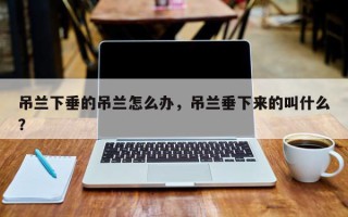 吊兰下垂的吊兰怎么办，吊兰垂下来的叫什么？