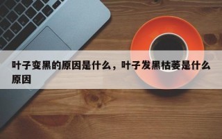 叶子变黑的原因是什么，叶子发黑枯萎是什么原因
