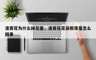 凌霄花为什么掉花蕾，凌霄花花朵脱落是怎么回事