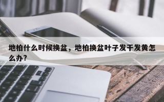地柏什么时候换盆，地柏换盆叶子发干发黄怎么办?