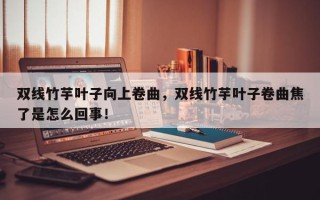 双线竹芋叶子向上卷曲，双线竹芋叶子卷曲焦了是怎么回事！