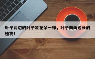 叶子两边的叶子象花朵一样，叶子向两边长的植物！
