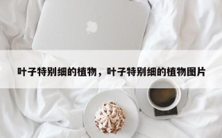 叶子特别细的植物，叶子特别细的植物图片