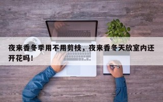 夜来香冬季用不用剪枝，夜来香冬天放室内还开花吗！