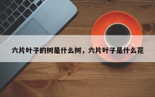 六片叶子的树是什么树，六片叶子是什么花