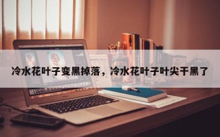冷水花叶子变黑掉落，冷水花叶子叶尖干黑了