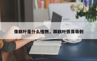 像藕叶是什么植物，跟藕叶很像带刺