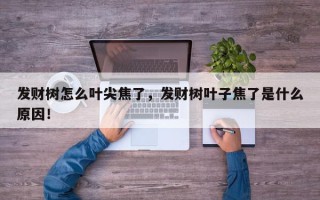 发财树怎么叶尖焦了，发财树叶子焦了是什么原因！