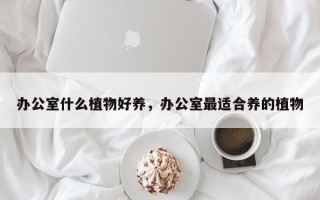 办公室什么植物好养，办公室最适合养的植物