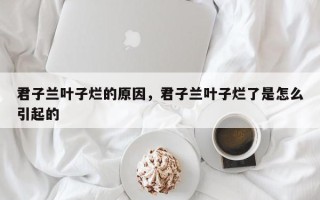 君子兰叶子烂的原因，君子兰叶子烂了是怎么引起的