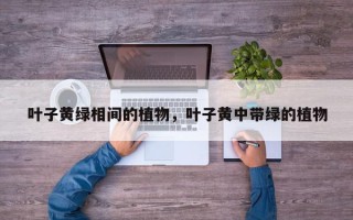 叶子黄绿相间的植物，叶子黄中带绿的植物