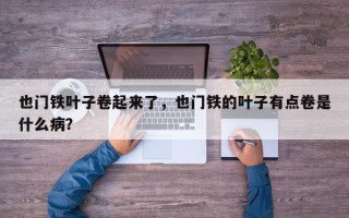 也门铁叶子卷起来了，也门铁的叶子有点卷是什么病？