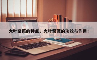 大叶紫薇的特点，大叶紫薇的功效与作用！