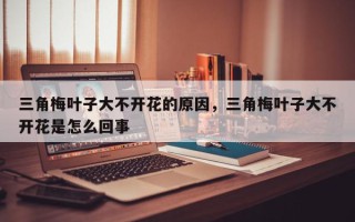 三角梅叶子大不开花的原因，三角梅叶子大不开花是怎么回事