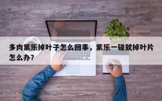 多肉紫乐掉叶子怎么回事，紫乐一碰就掉叶片怎么办？
