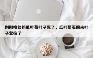 刚刚换盆的瓜叶菊叶子焉了，瓜叶菊买回来叶子耷拉了