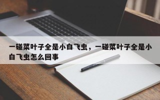 一碰菜叶子全是小白飞虫，一碰菜叶子全是小白飞虫怎么回事