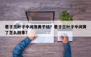 君子兰叶子中间发黄干枯？君子兰叶子中间黄了怎么回事？