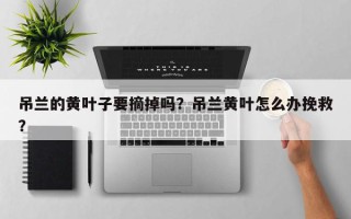 吊兰的黄叶子要摘掉吗？吊兰黄叶怎么办挽救？
