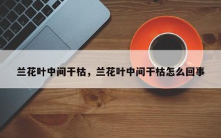 兰花叶中间干枯，兰花叶中间干枯怎么回事