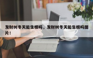 发财树冬天能生根吗，发财树冬天能生根吗图片！