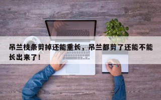 吊兰枝条剪掉还能重长，吊兰都剪了还能不能长出来了！