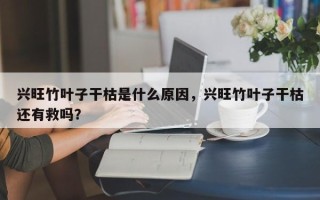 兴旺竹叶子干枯是什么原因，兴旺竹叶子干枯还有救吗？