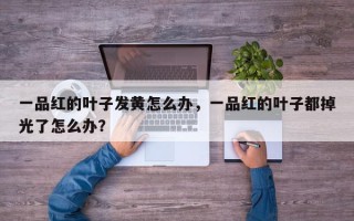 一品红的叶子发黄怎么办，一品红的叶子都掉光了怎么办？