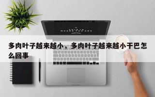 多肉叶子越来越小，多肉叶子越来越小干巴怎么回事