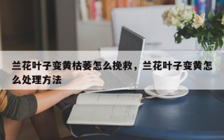 兰花叶子变黄枯萎怎么挽救，兰花叶子变黄怎么处理方法