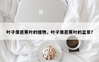 叶子像芭蕉叶的植物，叶子像芭蕉叶的盆景？