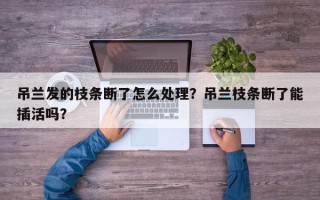吊兰发的枝条断了怎么处理？吊兰枝条断了能插活吗？
