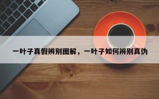 一叶子真假辨别图解，一叶子如何辨别真伪
