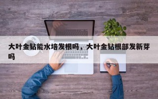 大叶金钻能水培发根吗，大叶金钻根部发新芽吗