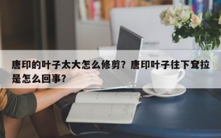 唐印的叶子太大怎么修剪？唐印叶子往下耷拉是怎么回事？
