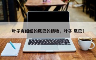 叶子有细细的尾巴的植物，叶子 尾巴？