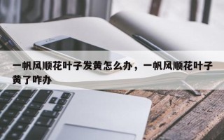 一帆风顺花叶子发黄怎么办，一帆风顺花叶子黄了咋办