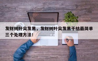 发财树叶尖发黑，发财树叶尖发黑干枯最简单三个处理方法！