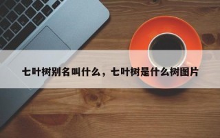 七叶树别名叫什么，七叶树是什么树图片