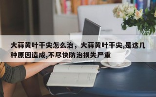 大蒜黄叶干尖怎么治，大蒜黄叶干尖,是这几种原因造成,不尽快防治损失严重
