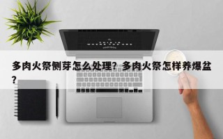 多肉火祭侧芽怎么处理？多肉火祭怎样养爆盆？
