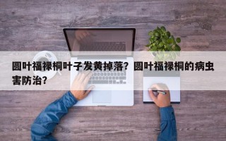 圆叶福禄桐叶子发黄掉落？圆叶福禄桐的病虫害防治？