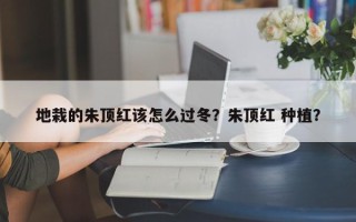 地栽的朱顶红该怎么过冬？朱顶红 种植？