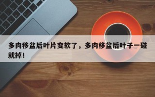 多肉移盆后叶片变软了，多肉移盆后叶子一碰就掉！