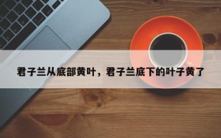 君子兰从底部黄叶，君子兰底下的叶子黄了