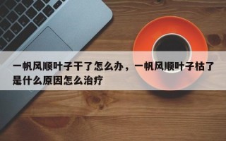 一帆风顺叶子干了怎么办，一帆风顺叶子枯了是什么原因怎么治疗