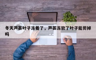 冬天芦荟叶子冻着了，芦荟冻软了叶子能剪掉吗