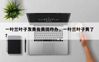 一叶兰叶子发黄有黄斑咋办，一叶兰叶子黄了？